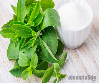 Stevia Rebaudiana